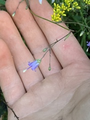 Campanula divaricata