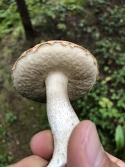 Leccinum aurantiacum