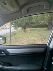 Odocoileus virginianus
