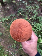 Leccinum aurantiacum