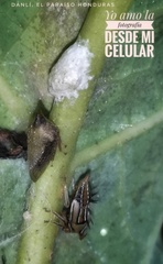 Membracidae