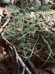 Muhlenbergia utilis