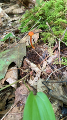 Hygrocybe cantharellus