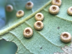 Neuroterus numismalis