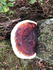 Fomitopsis mounceae