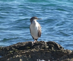 Gulosus aristotelis desmarestii