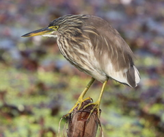 Ardeola grayii