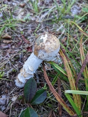 Hypomyces hyalinus