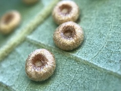 Neuroterus numismalis