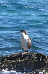 Gulosus aristotelis desmarestii