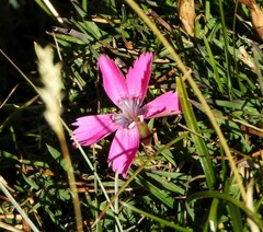 Dianthus pavonius
