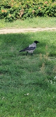 Corvus cornix