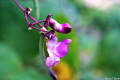 Lathyrus vernus