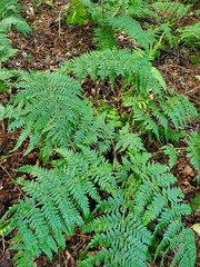 Dryopteris dilatata