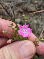 Agalinis decemloba