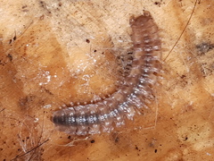 Polydesmus complanatus