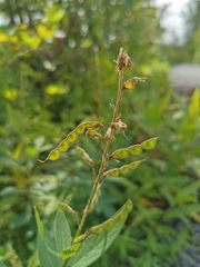 Desmodium canadense