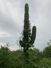Pachycereus pecten-aboriginum