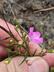 Agalinis decemloba