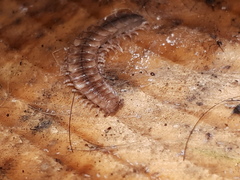 Polydesmus complanatus