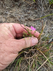 Agalinis decemloba