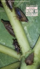 Membracidae