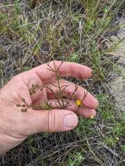 Agalinis decemloba