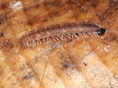 Polydesmus complanatus
