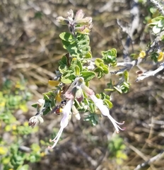 Syncolostemon parvifolius