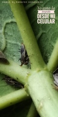 Membracidae