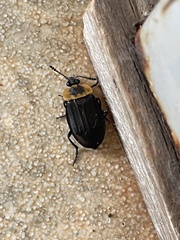 Oxelytrum discicolle