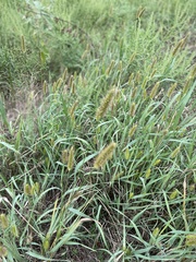Setaria