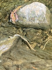 Thamnophis atratus