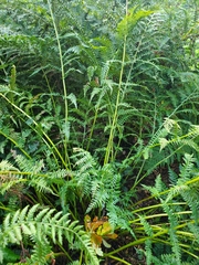 Dryopteris dilatata