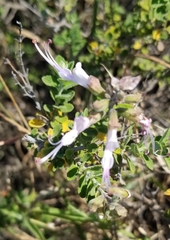Syncolostemon parvifolius
