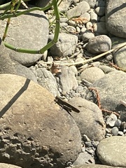 Trimerotropini