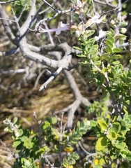 Syncolostemon parvifolius
