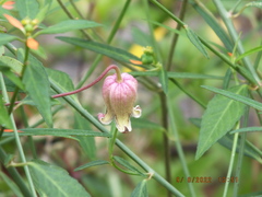 Clematis reticulata