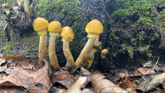 Armillaria mellea