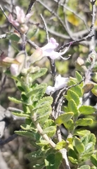 Syncolostemon parvifolius
