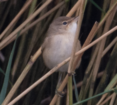 Acrocephalus scirpaceus