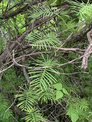 Ipomoea quamoclit
