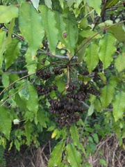 Zanthoxylum clava-herculis