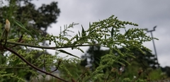 Artemisia annua