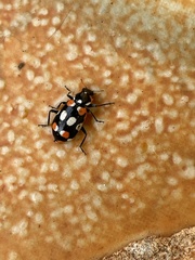 Eriopis connexa