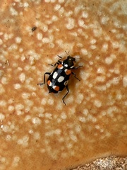 Eriopis connexa