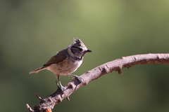 Lophophanes cristatus