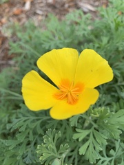 Eschscholzia