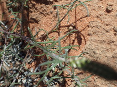 Hebenstretia integrifolia