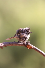 Lophophanes cristatus